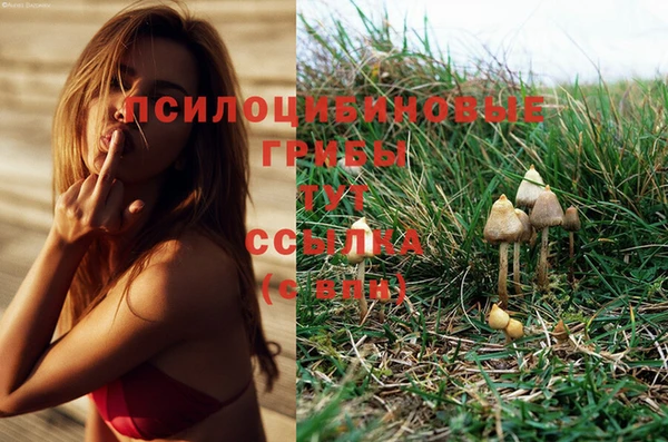 спайс Алзамай